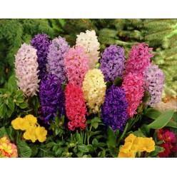 Гиацинт Mixed (x3) ,размер 14/15